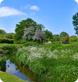 An image of a river with wild flowers in bloom on a sunny day